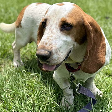 CORNBREAD - Basset Hound