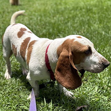 CORNBREAD - Basset Hound