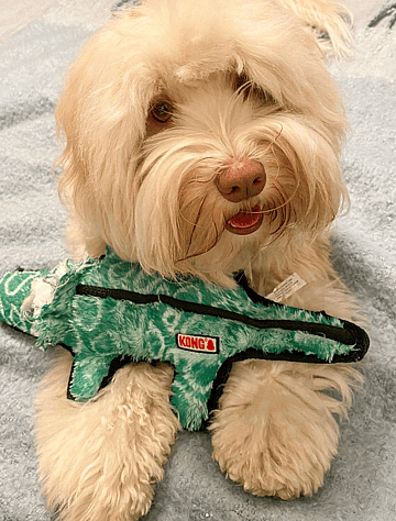 Oshie, an Australian Labradoodle dog