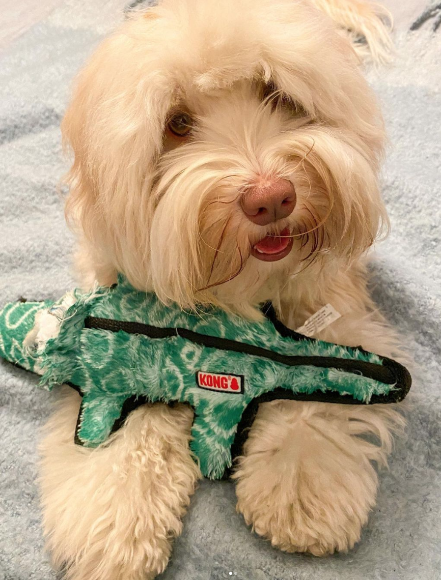 Oshie, an Australian Labradoodle dog