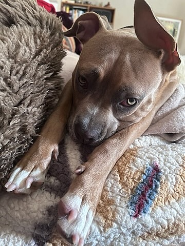 Meet Marvelous Maggie! 