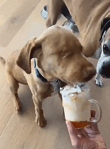 willie having puppuccino