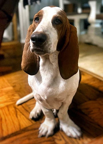 BOUDIN - ADOPTION PENDING!