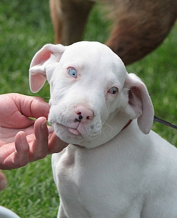 Double-merle Great Dane