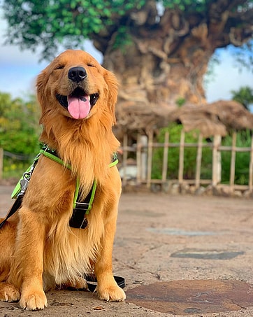 This Service Dog Loves Pluto
