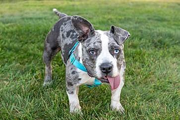 Star - American Pit Bull Terrier