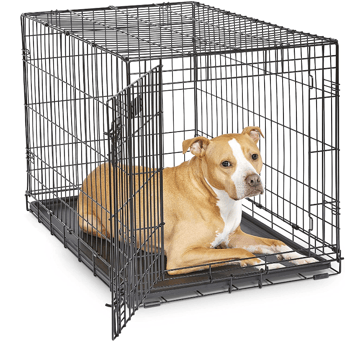 Dog in a crate