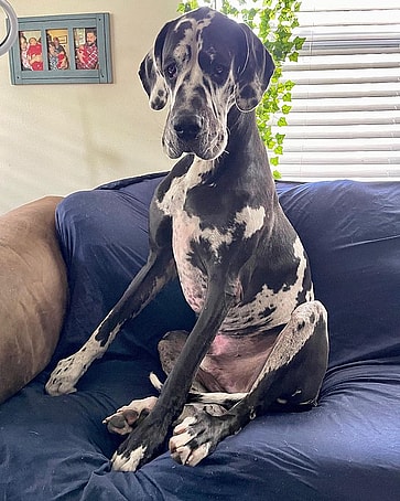 Appa the Great Dane