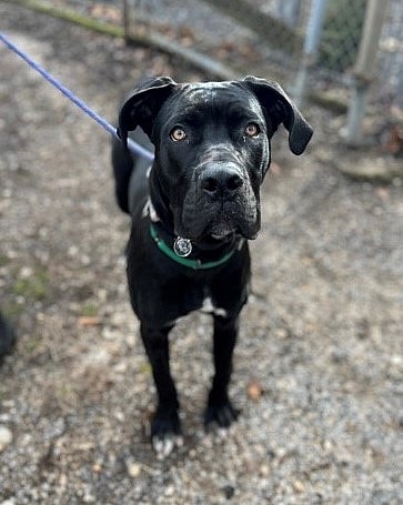 Gaspacho up for Adoption