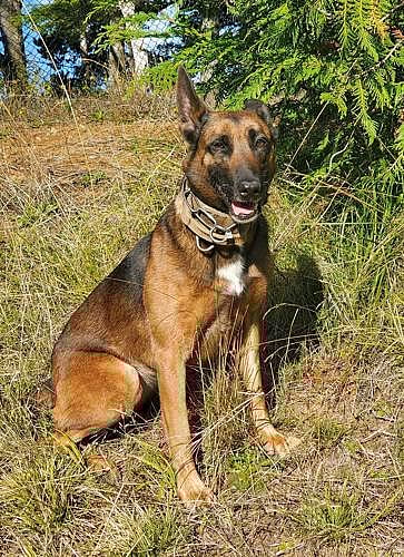 Elderly Car Crash Victims Found Thanks to Incredible Nose of Police Dog Nix