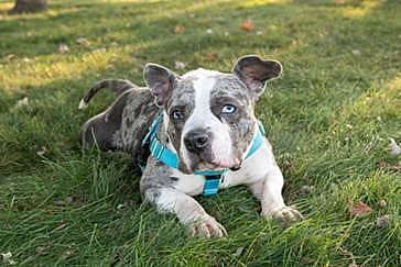 Star - American Pit Bull Terrier