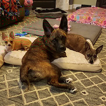 Ali, Nessie & Frank Lou together