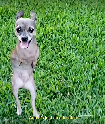 Two legged dog hops like a kangaroo