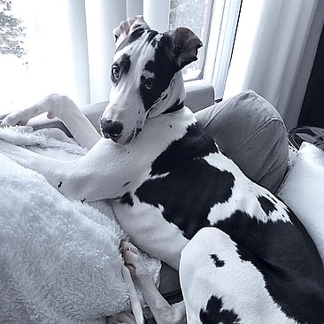 Chase the Great Dane