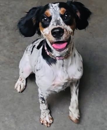 Delta - English Setter