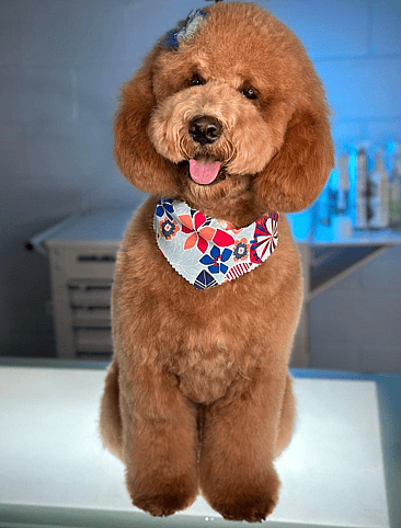 Teddy Bear Goldendoodle Haircut