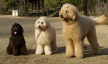 3 diferent sizes of Australian Labradoodle