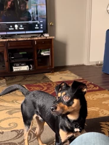 Rocky up for Adoption