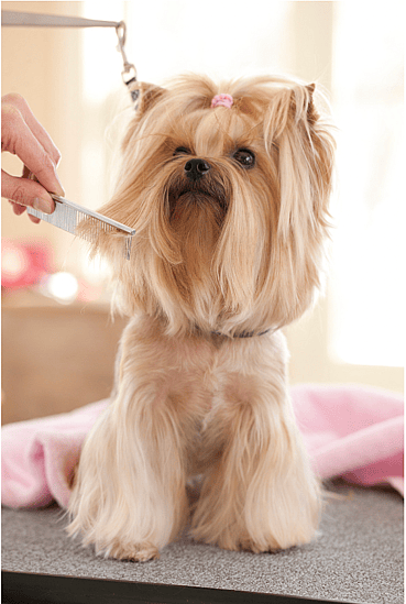 Yorkie grooming
