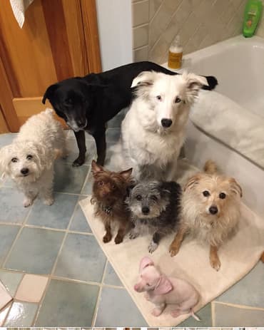 Piglet and other dogs