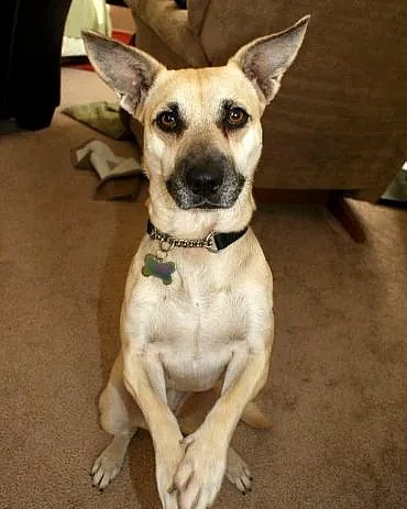 chihuahua mix