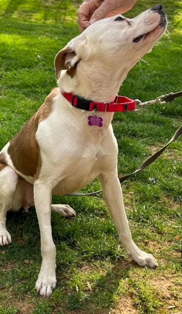 TEDDY - Sweet Young Guy! Loves People/Dogs