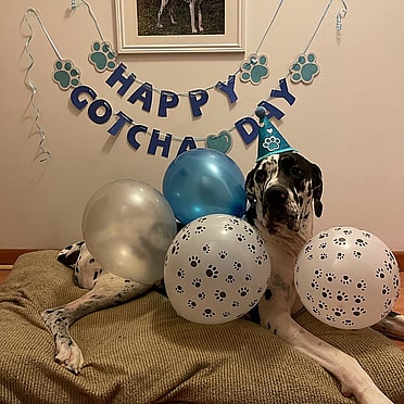 Boone the Great Dane