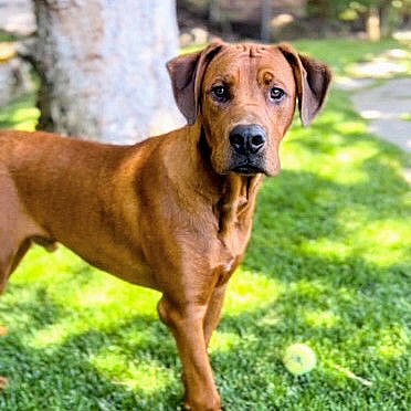 Barry - Rhodesian Ridgeback
