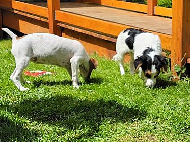 Nyssa and Luna, a Bonded Pair