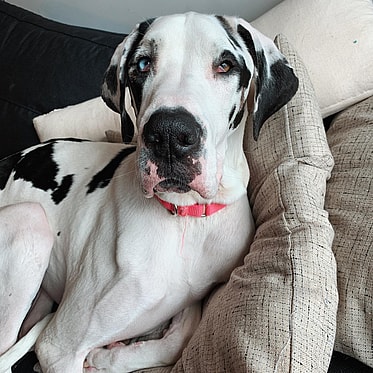 Quinn the Great Dane