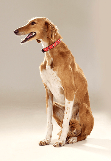 Spanish Galgo dog