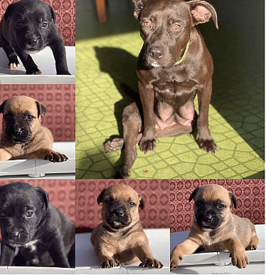 Mama Dog Was Shot, Abandoned With Her Pups—Now This Paralyzed Pittie Needs a 2nd Chance