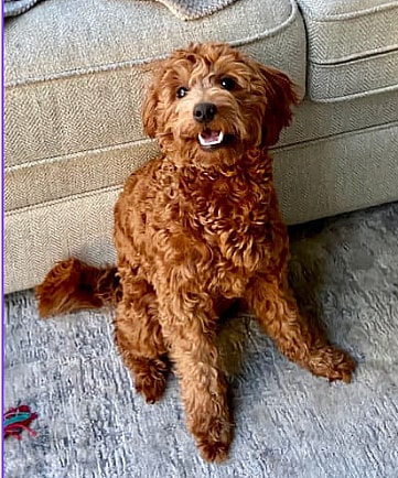 A brown Mini Goldendoodle