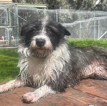 Dog 26633 (Mary Jane)