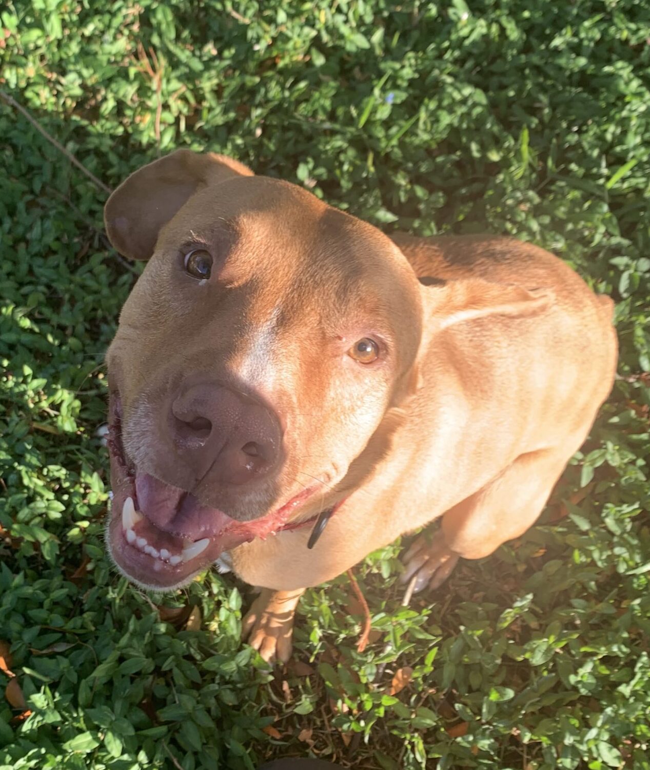 Humane society of the treasure coast