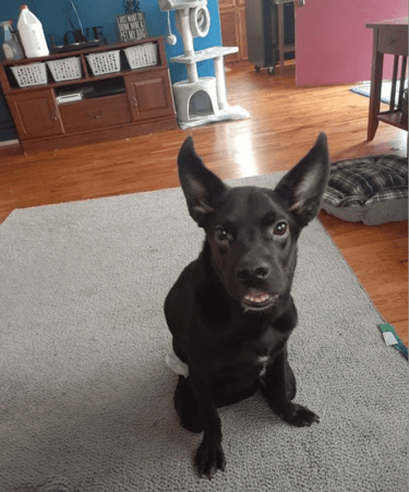 Casey, the wiggly dog