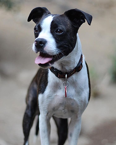 Image of Boh, a dog who got over Cataracts