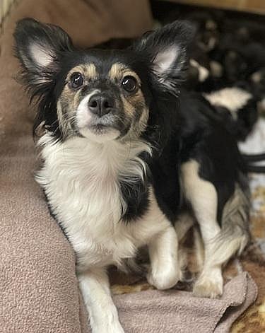 Maribell - Chihuahua