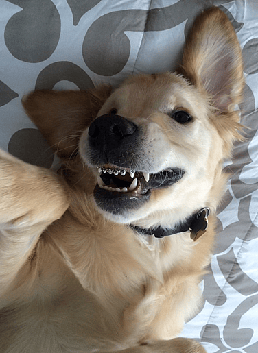 Wesley the golden retriever with braces