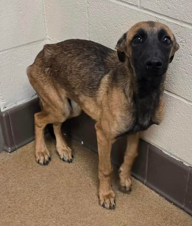 PLEASE SAVE THIS SHY ONE