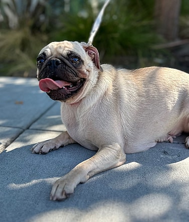 Petunia the Pug