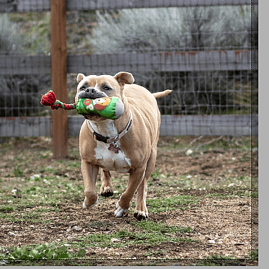 Heartbreak as This Labrador Retriever Spends 2,500 Days in a Shelter—Why Won’t Anyone Adopt Him?