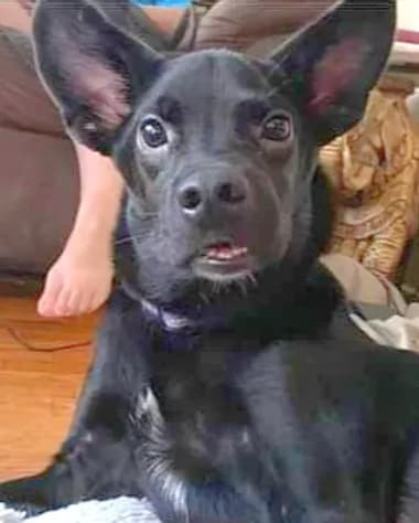 Casey the wiggly dog