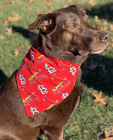 baseball dog names