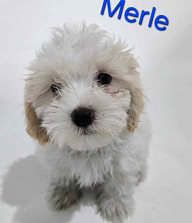 Merle