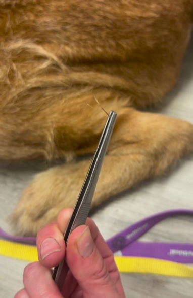 dog rescue: Abandoned Dog Stuck In Cactus Field Too Scared To Trust Rescuers Trying To Save Him