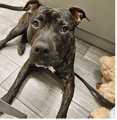 Gorgeous Puppy 'Who Wouldn't Hurt a Fly' Dumped on Busy Intersection, Looking for Forever Home