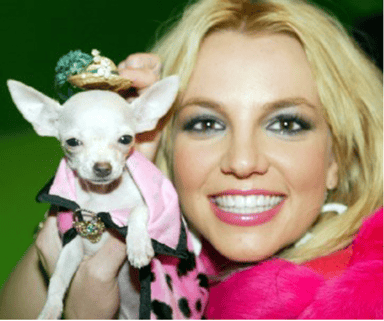 Britney spears and her chihuahua dog - National Chihuahua Day