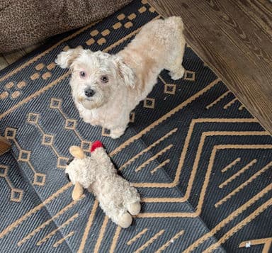 Mayari in FL - Havanese