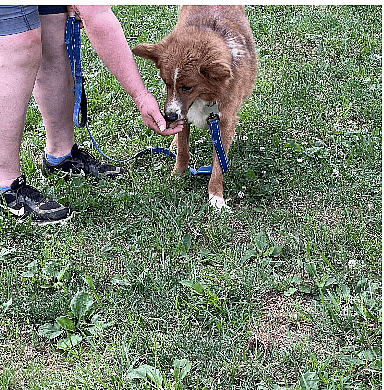 Australian Shepherd Dog Rescued from the Streets of Afghanistan Ready to be Part of a Forever Family